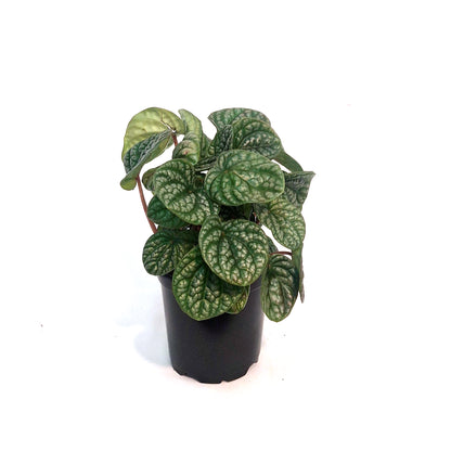Peperomia, 4in, Robella