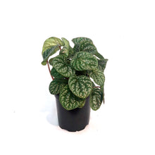 Load image into Gallery viewer, Peperomia, 4in, Robella
