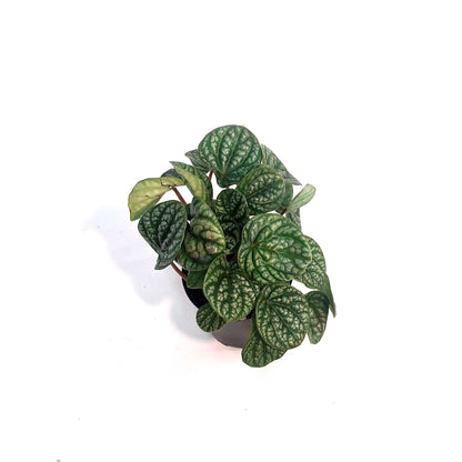 Peperomia, 4in, Robella