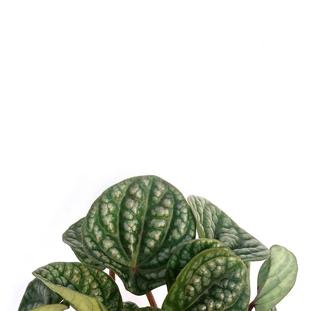 Peperomia, 4in, Robella