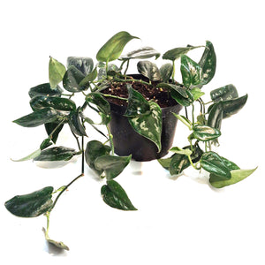 Scindapsus, 6in, Black Splash