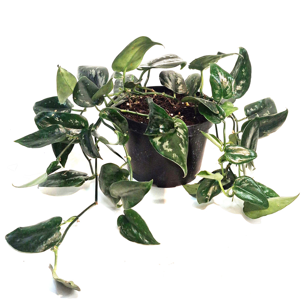 Scindapsus, 6in, Black Splash