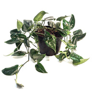 Scindapsus, 6in, Black Splash