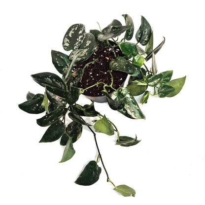 Scindapsus, 6in, Black Splash