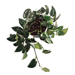 Scindapsus, 6in, Black Splash
