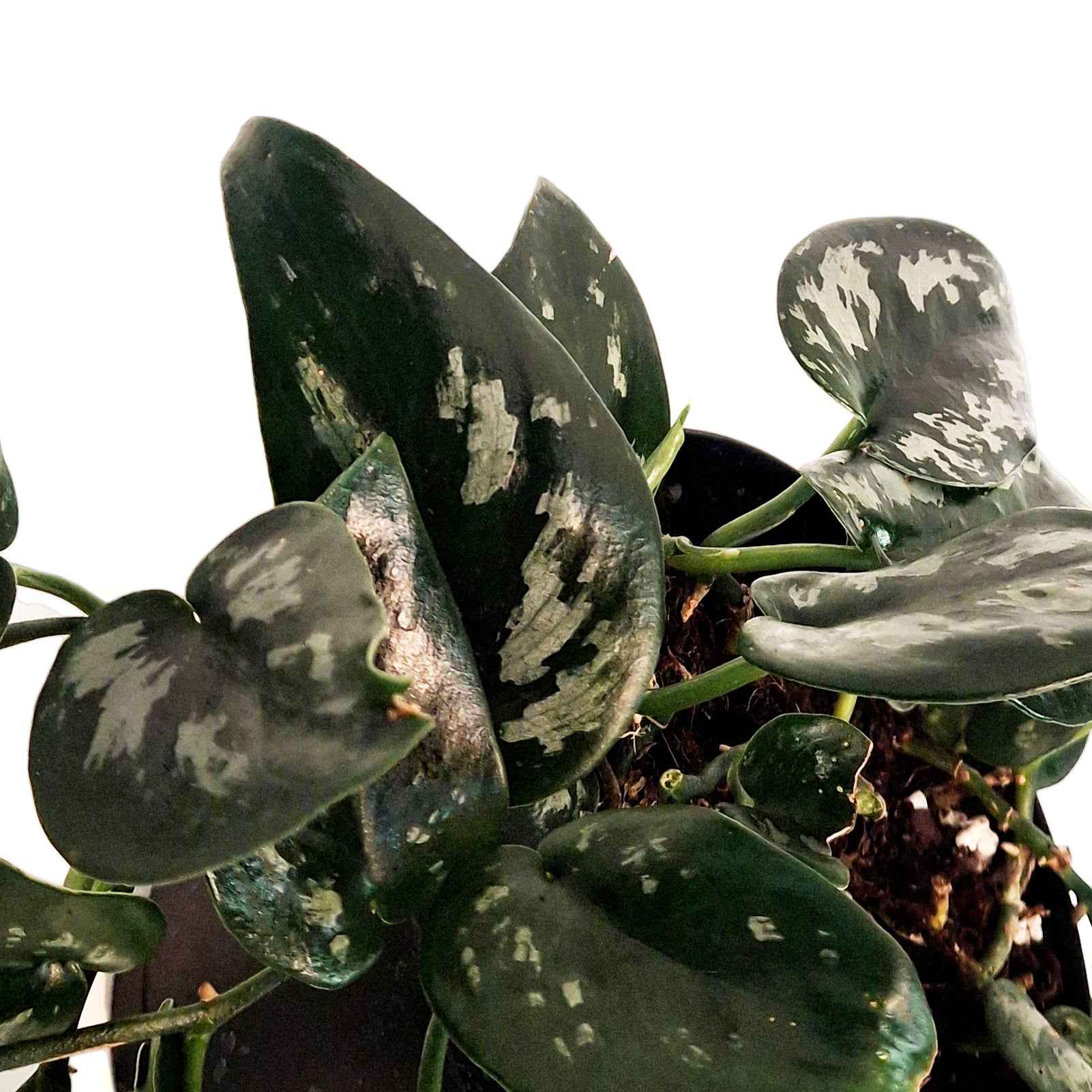 Scindapsus, 6in, Black Splash – Floral Acres Greenhouse & Garden
