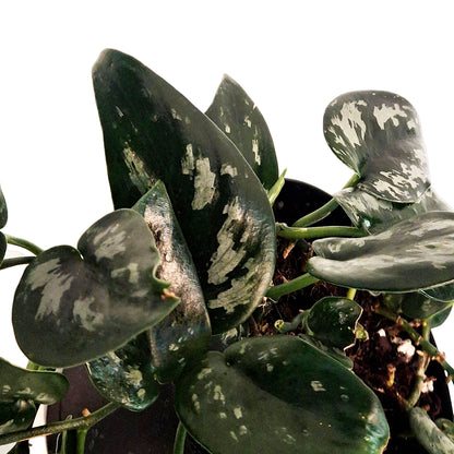 Scindapsus, 6in, Black Splash