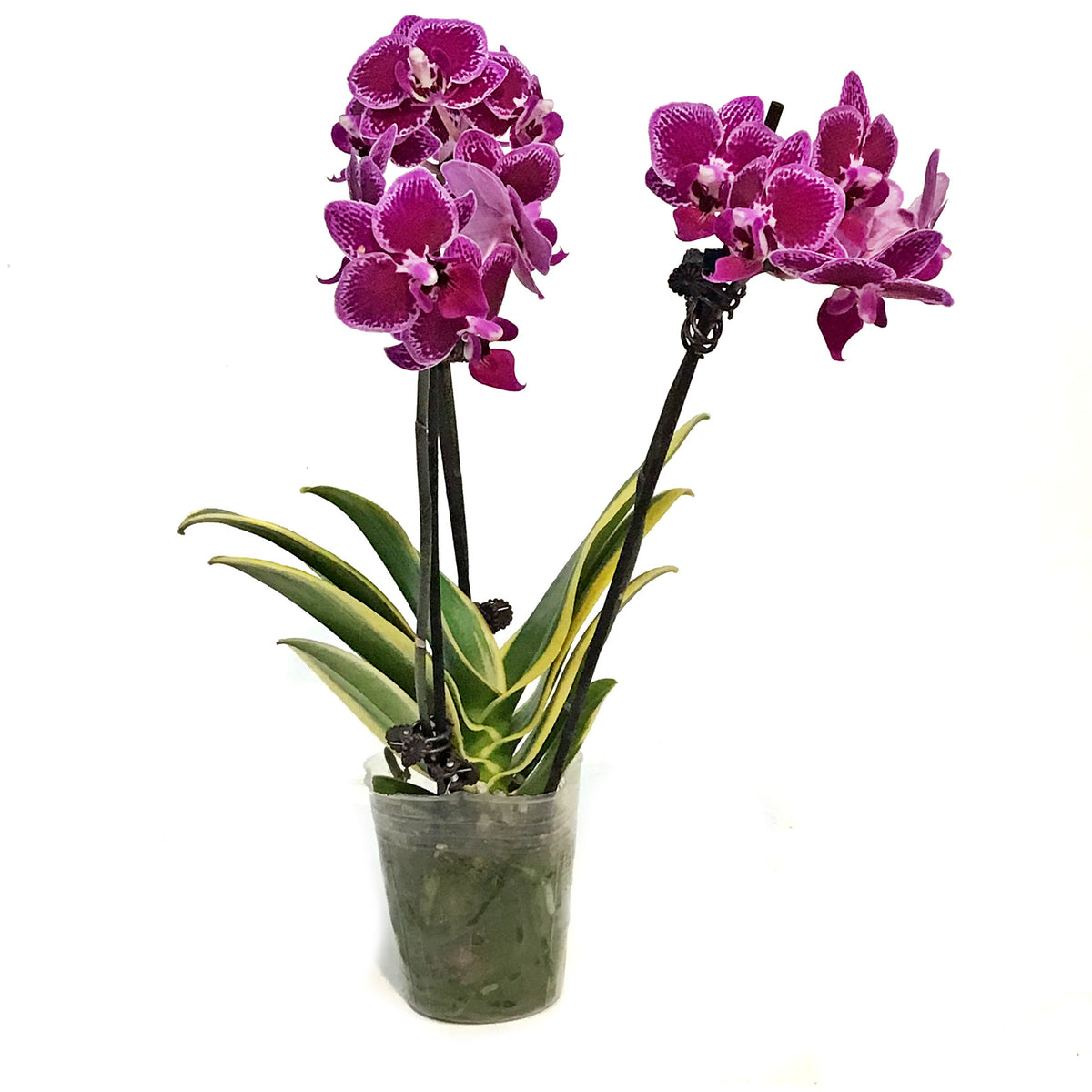 Orchid, 3.5in, Variegated, 2 Spike