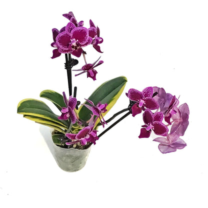 Orchid, 3.5in, Variegated, 2 Spike