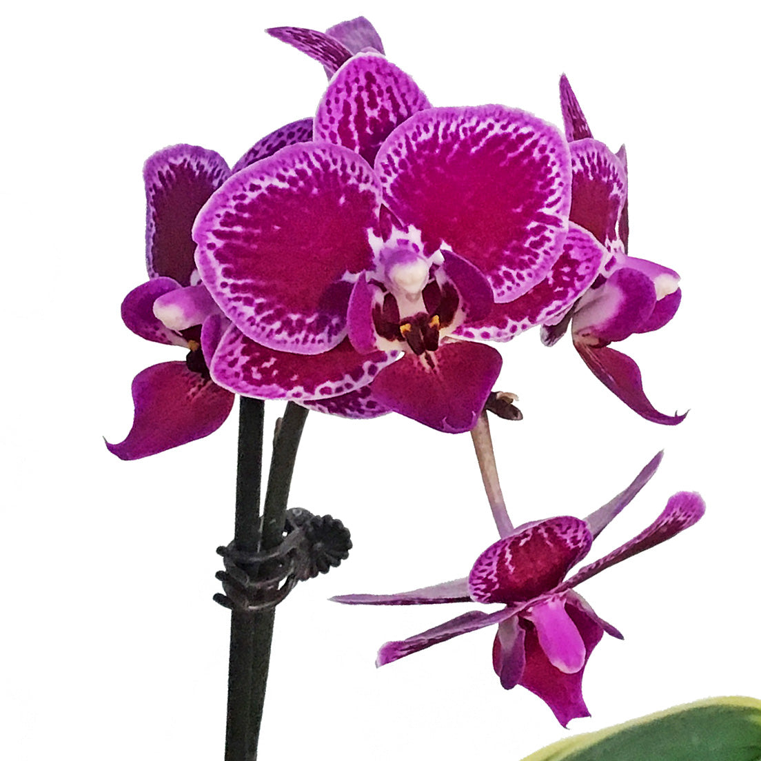 Orchid, 3.5in, Variegated, 2 Spike