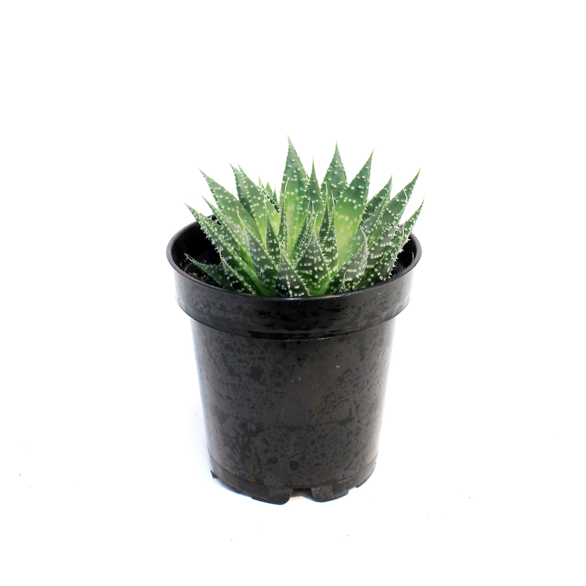 Aloe Vera, 2.5in, Lace