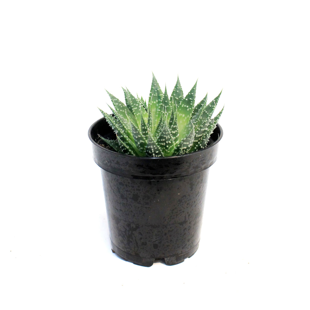 Aloe Vera, 2.5in, Lace