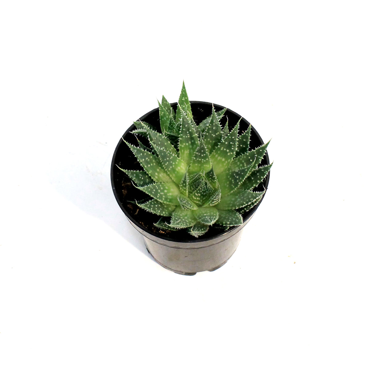 Aloe Vera, 2.5in, Lace