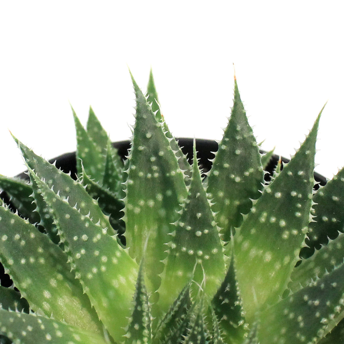 Aloe Vera, 2.5in, Lace
