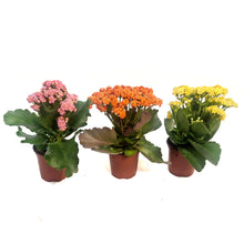Load image into Gallery viewer, Calandiva Kalanchoe, 4.5in, Assorted Colours
