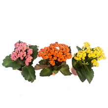 Load image into Gallery viewer, Calandiva Kalanchoe, 4.5in, Assorted Colours
