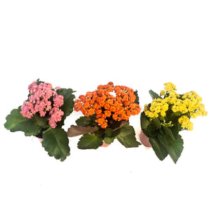Calandiva Kalanchoe, 4.5in, Assorted Colours