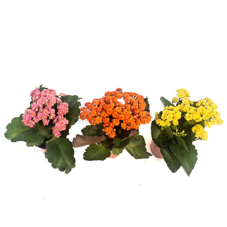 Calandiva Kalanchoe, 4.5in, Assorted Colours