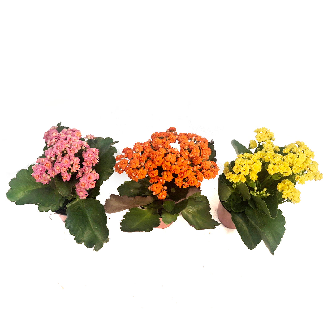 Calandiva Kalanchoe, 4.5in, Assorted Colours