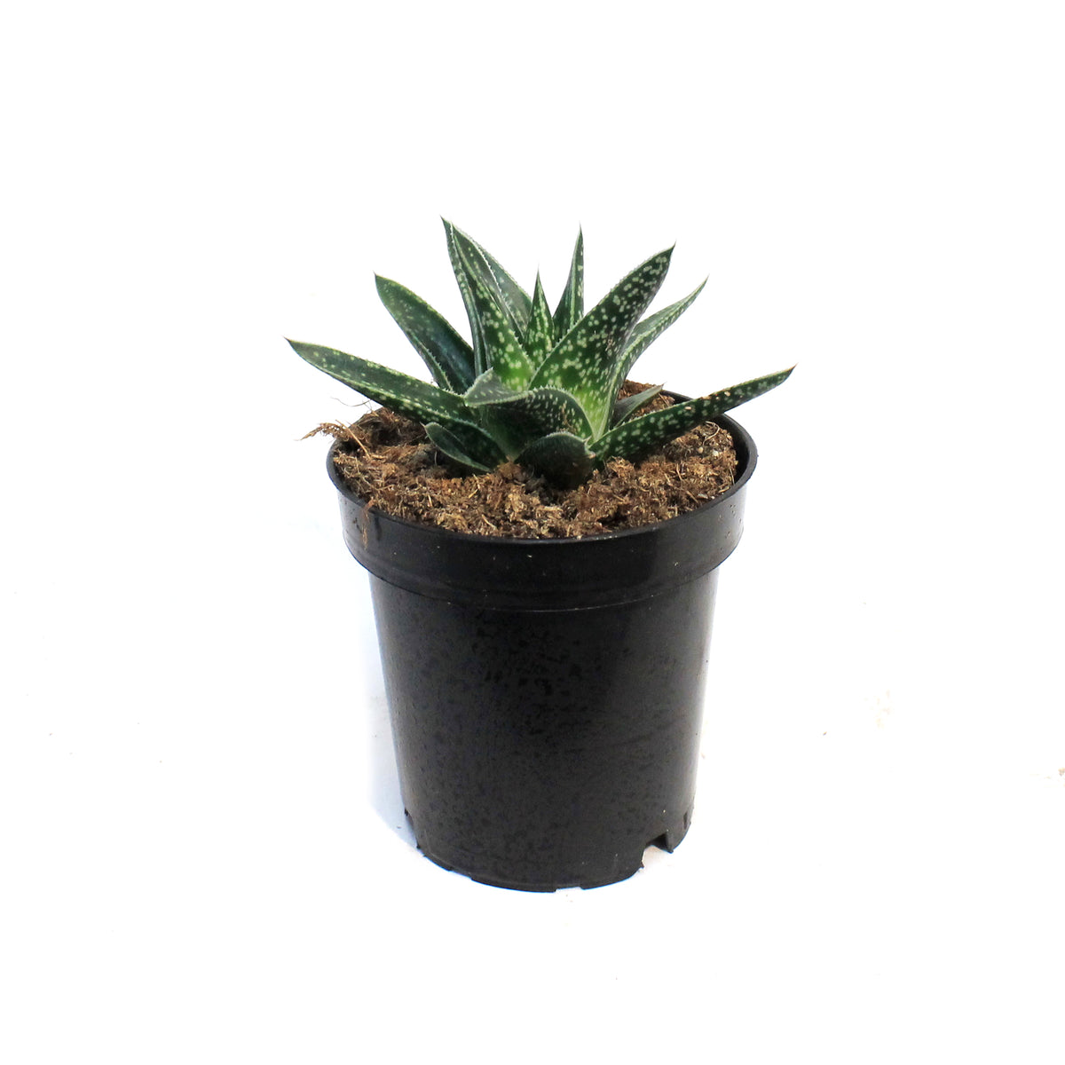 Aloe Vera, 3.5in, Juvenna