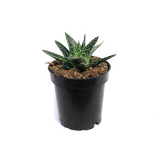 Load image into Gallery viewer, Aloe Vera, 3.5in, Juvenna
