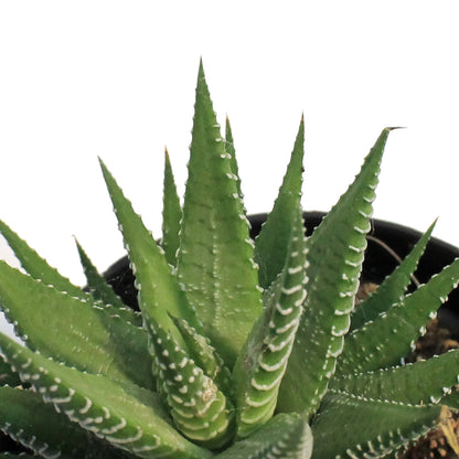 Haworthia, 3.5in, White 'Zebra Plant'