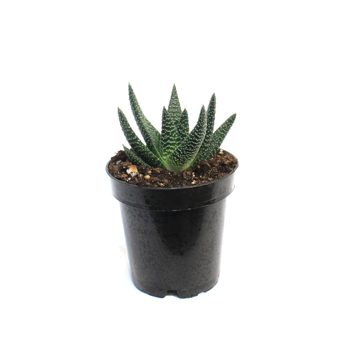 Succulent, 3.5in, Gasteria Royal Highness