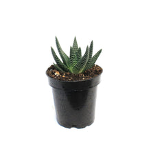Load image into Gallery viewer, Succulent, 3.5in, Gasteria Royal Highness
