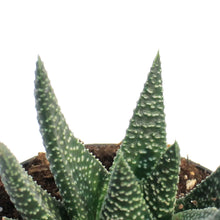 Load image into Gallery viewer, Succulent, 3.5in, Gasteria Royal Highness
