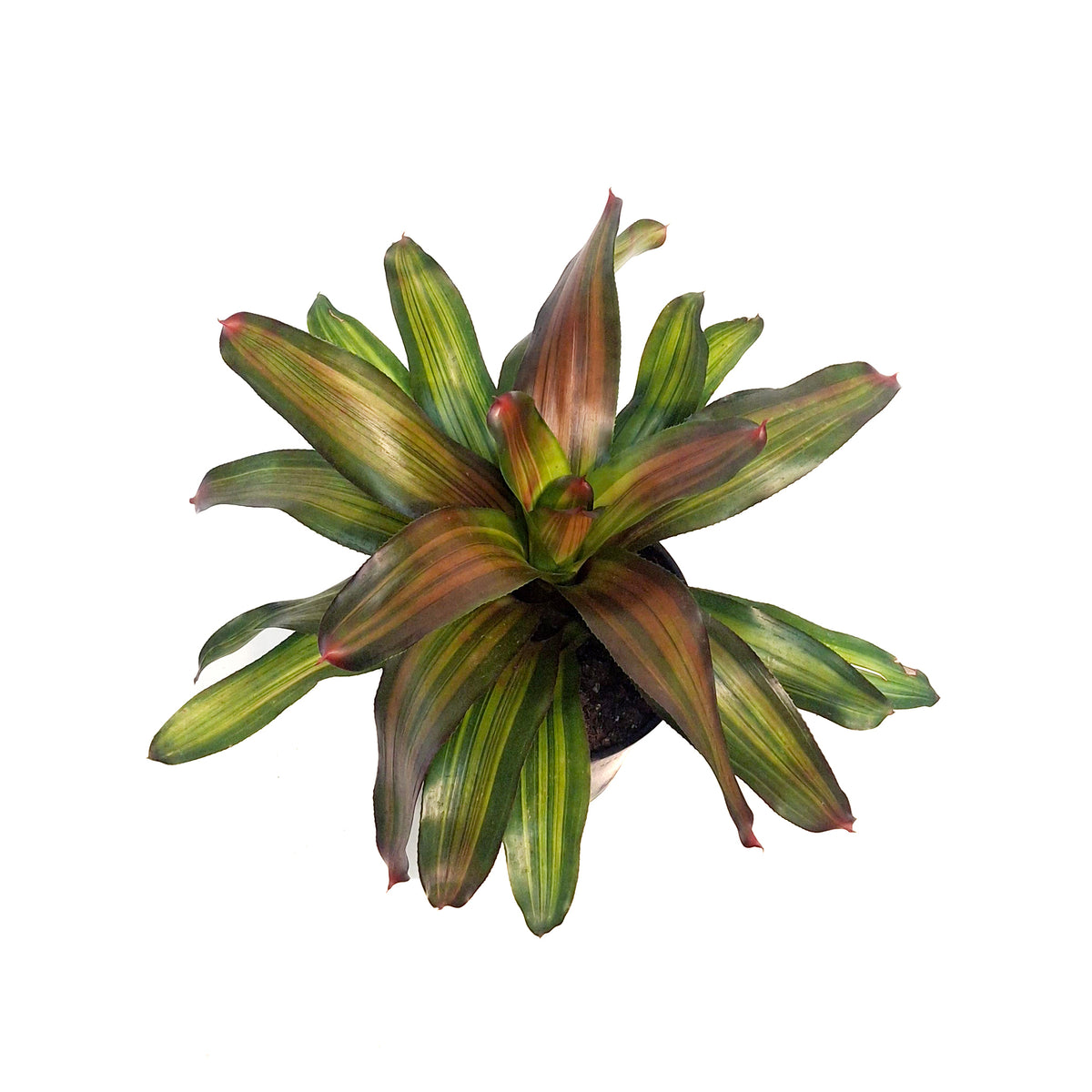 Bromeliad, 6in, Freddy