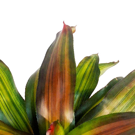 Bromeliad, 6in, Freddy