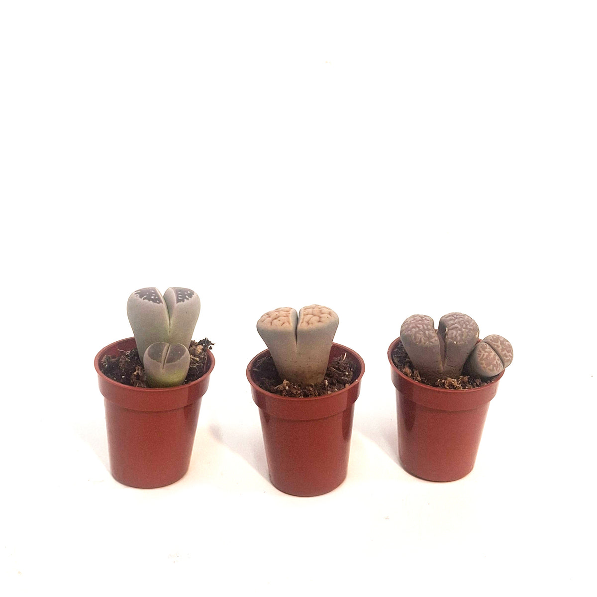 Succulent, 1.5in, Lithops Living Stone