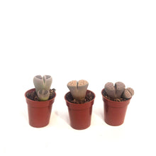 Load image into Gallery viewer, Succulent, 1.5in, Lithops Living Stone
