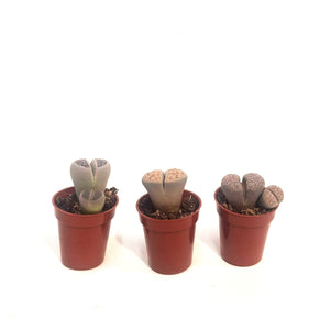 Succulent, 1.5in, Lithops Living Stone