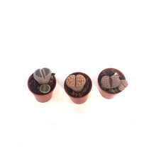 Load image into Gallery viewer, Succulent, 1.5in, Lithops Living Stone
