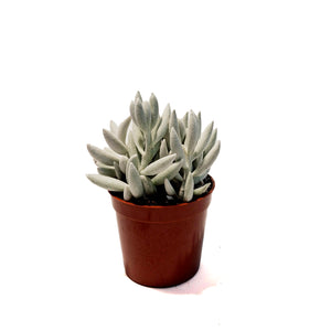 Succulent, 2.5in, Ghost Plant