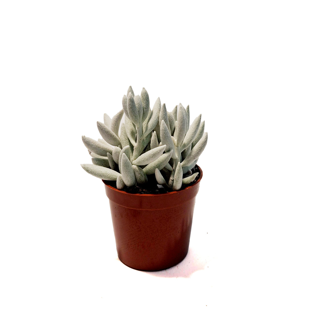 Succulent, 2.5in, Ghost Plant
