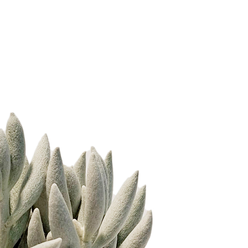 Succulent, 2.5in, Ghost Plant – Floral Acres Greenhouse & Garden Centre