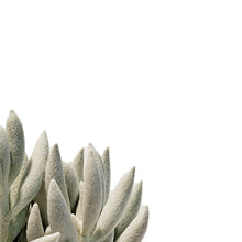 Load image into Gallery viewer, Succulent, 2.5in, Ghost Plant
