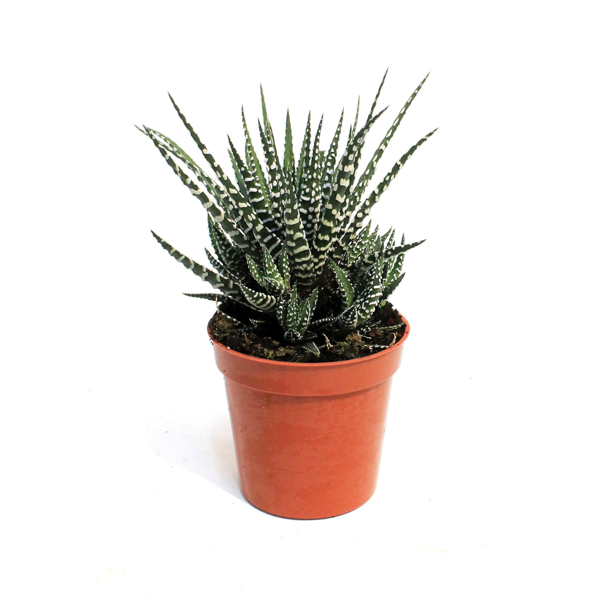 Haworthia,3.5, Fasciata 'Zebra Plant'