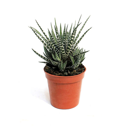 Haworthia,3.5, Fasciata 'Zebra Plant'