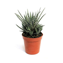Load image into Gallery viewer, Haworthia,3.5, Fasciata 'Zebra Plant'
