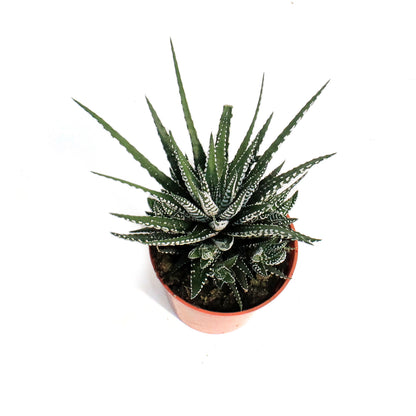 Haworthia,3.5, Fasciata 'Zebra Plant'