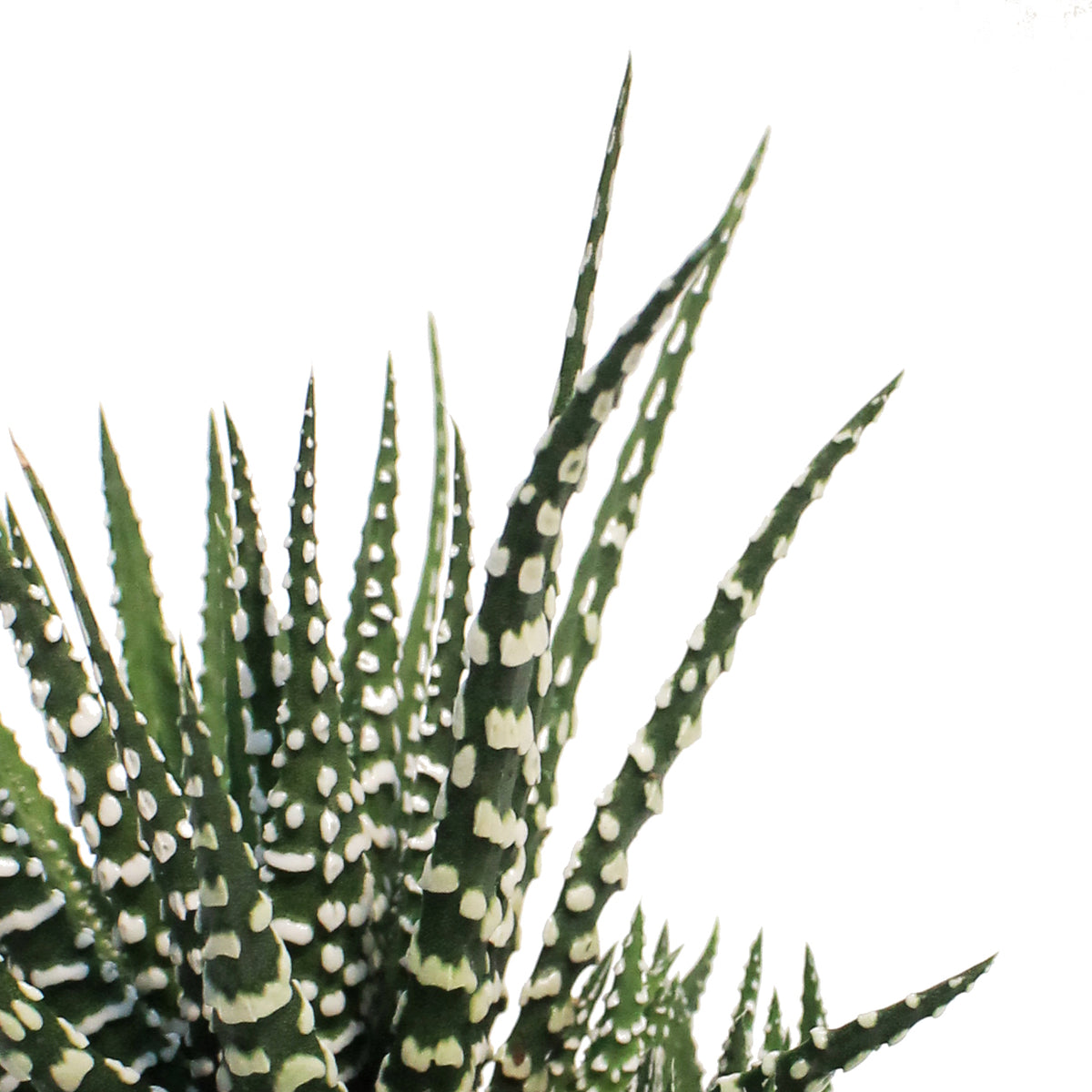 Haworthia,3.5, Fasciata 'Zebra Plant'