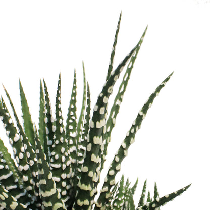 Haworthia,3.5, Fasciata 'Zebra Plant'