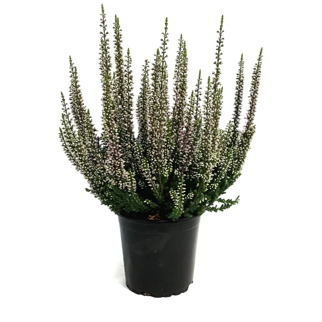 Calluna, 4in, 'Lyna' Purple