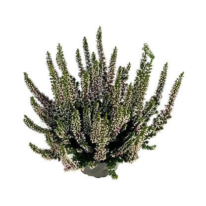 Calluna, 4in, 'Lyna' Purple