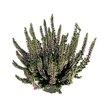 Load image into Gallery viewer, Calluna, 4in, &#39;Lyna&#39; Purple
