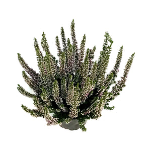 Calluna, 4in, 'Lyna' Purple