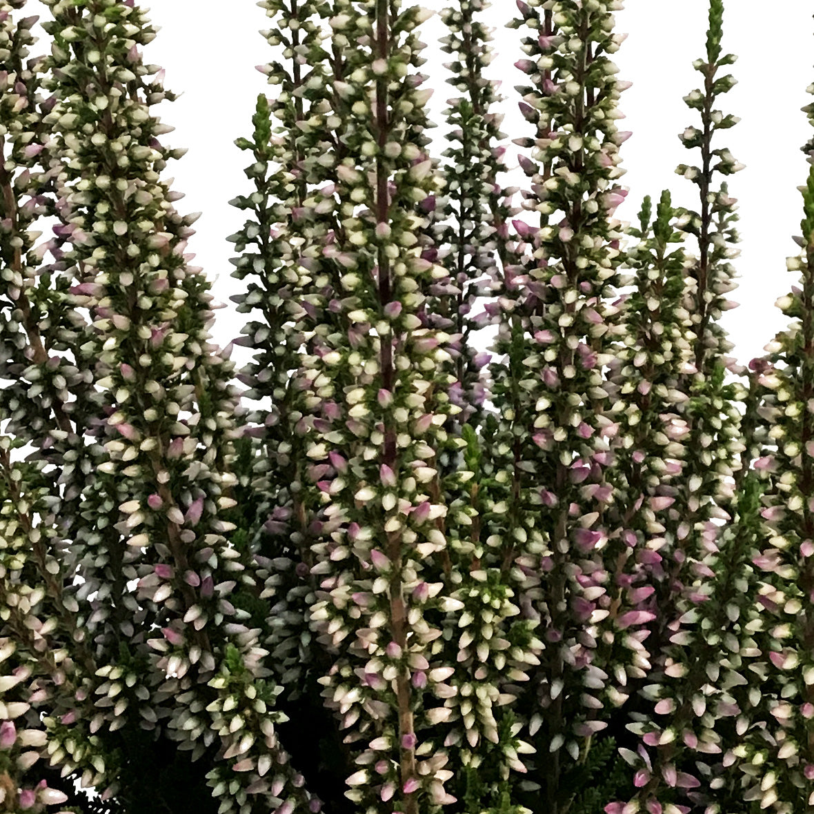 Calluna, 4in, 'Lyna' Purple